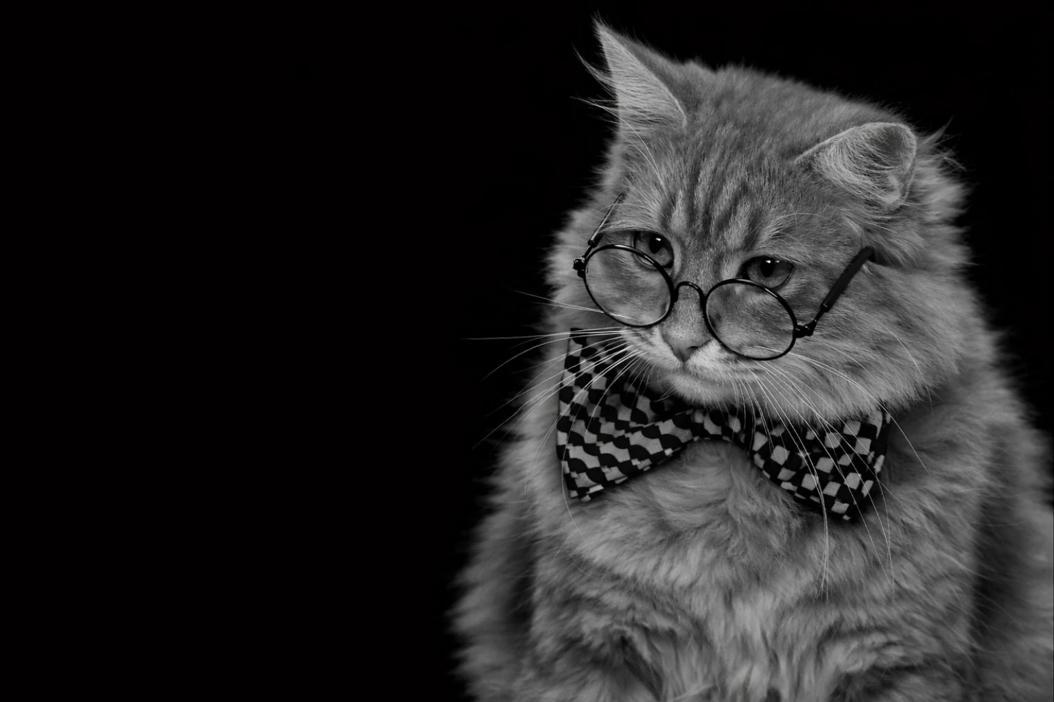 Grendesign’s wise cat with glasses and bow tie