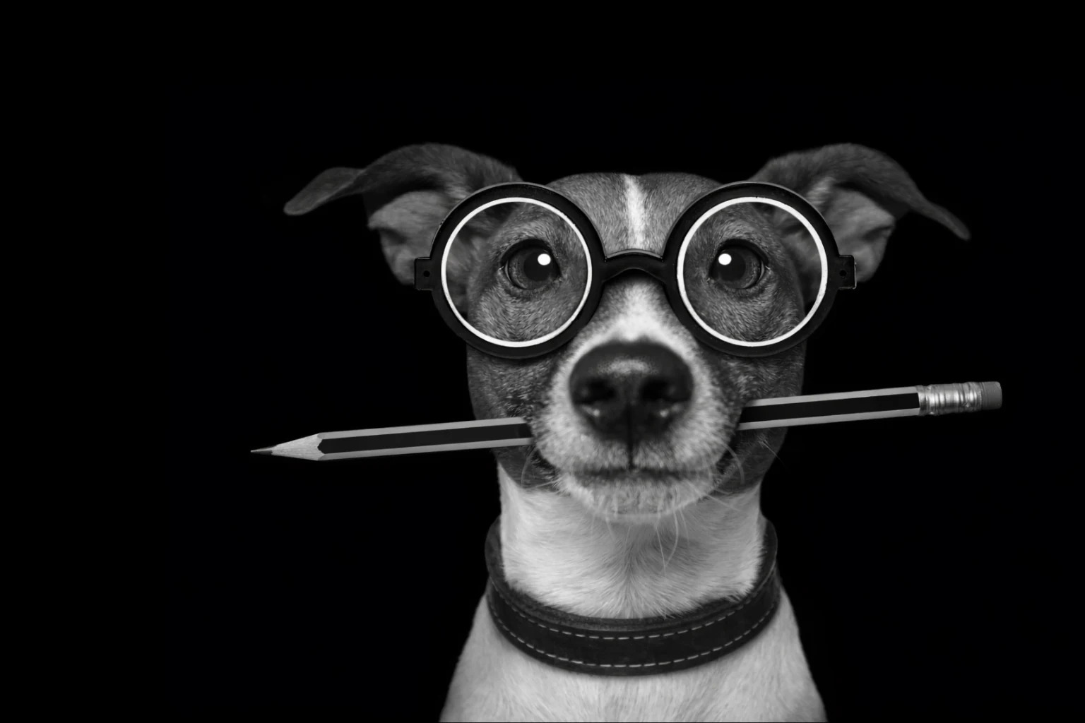 Grendesign’s wise dog with pencil