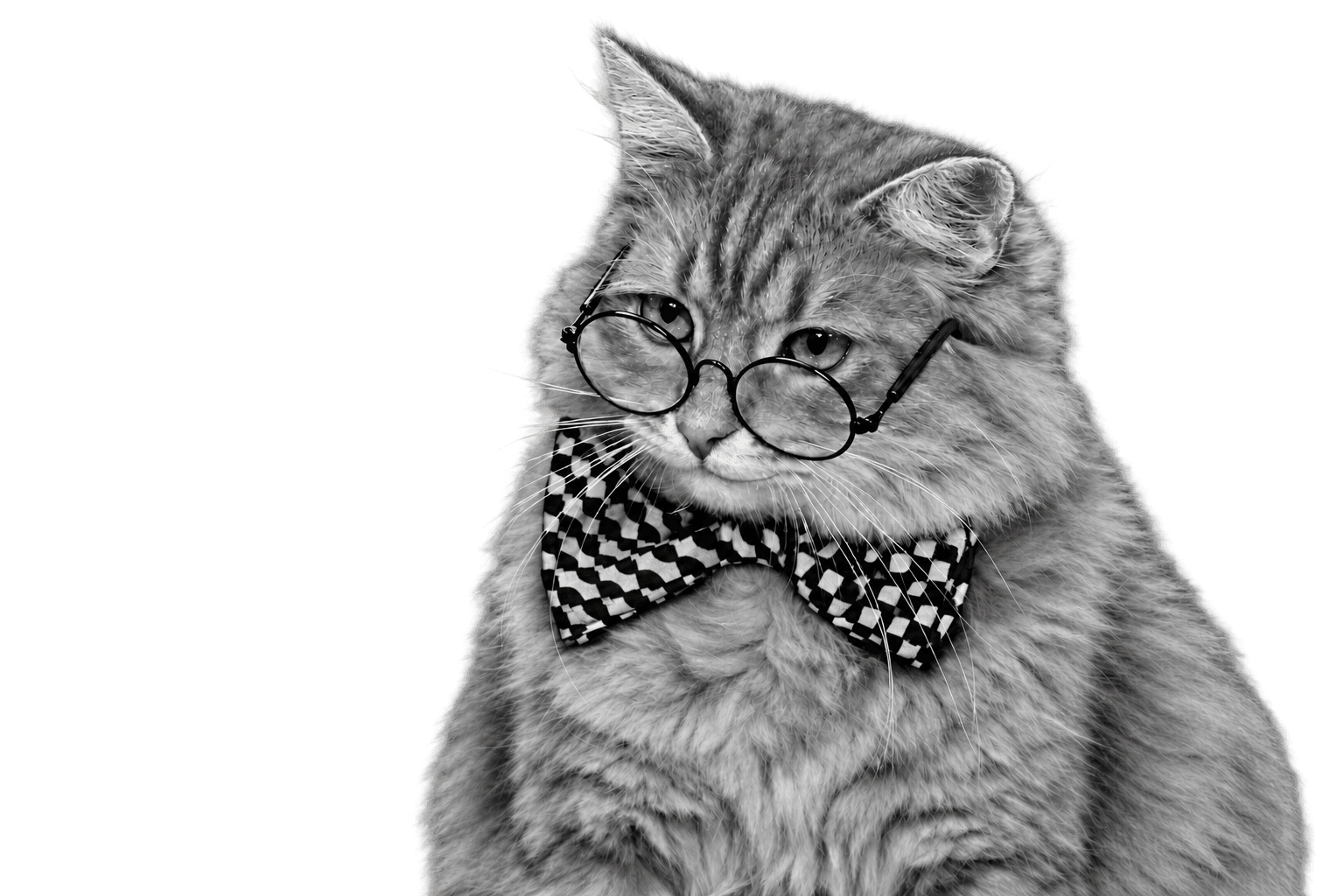 Grendesign’s smiling cat wearing glasses and a checked bow tie