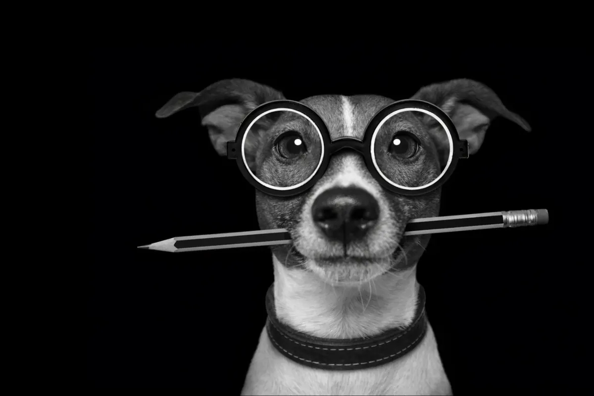 Grendesign’s original dog wearing glasses and holding a pencil